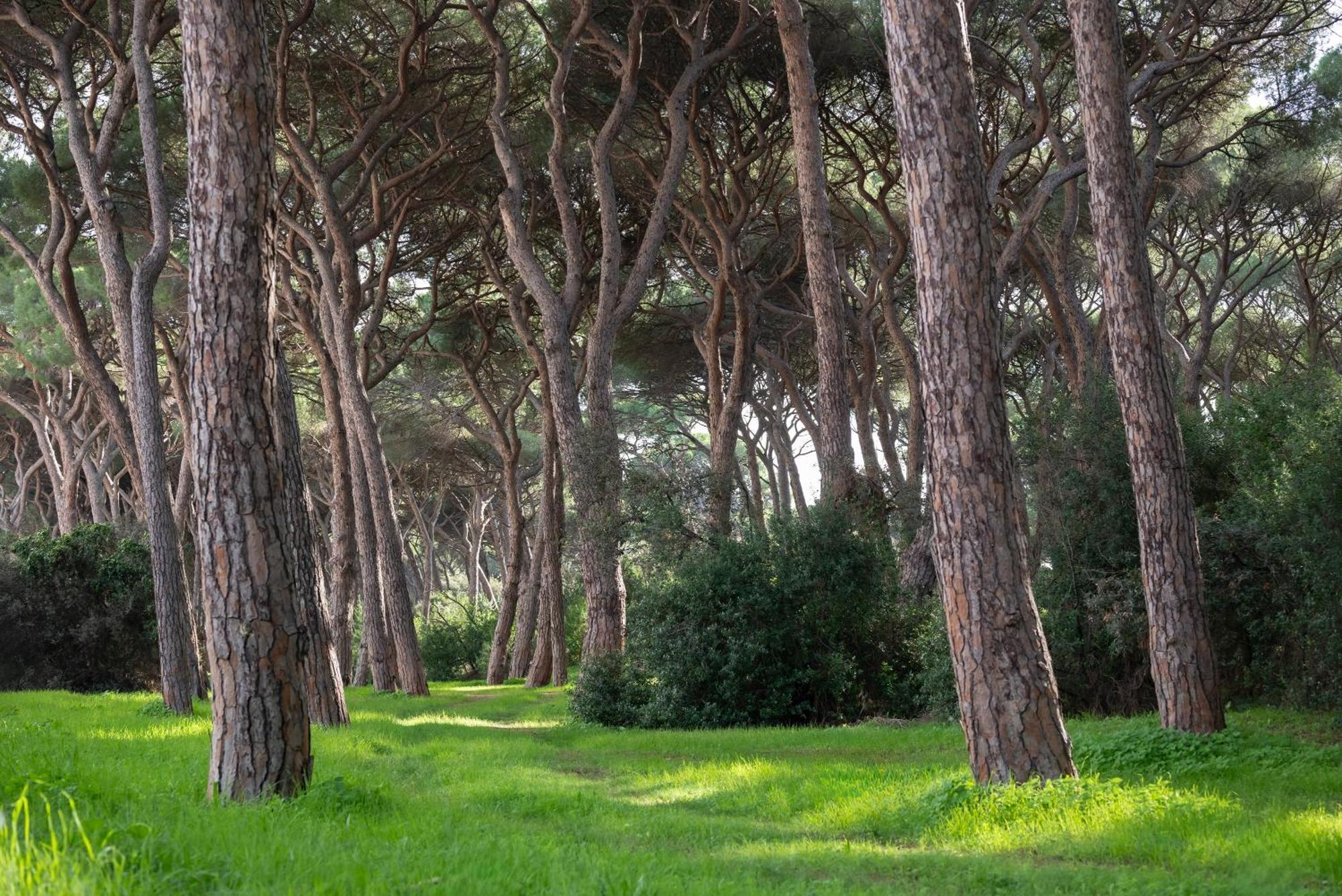 Hotel Parco Dei Pini - 100Mt Dal Mare Follonica Bagian luar foto